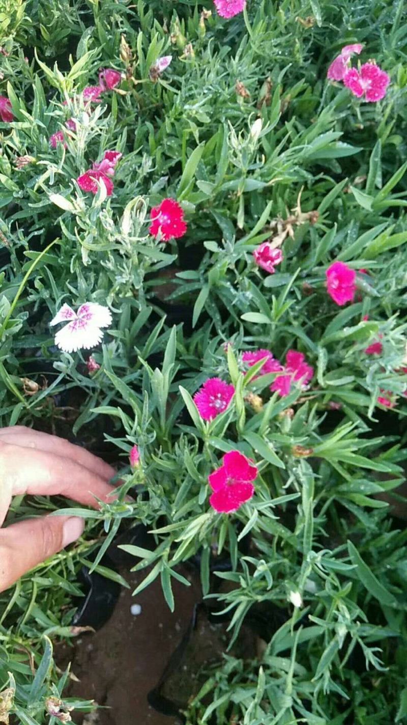 五彩石竹花苗盆栽欧石竹粉贝彩虹绿植常夏石竹耐旱耐寒花卉
