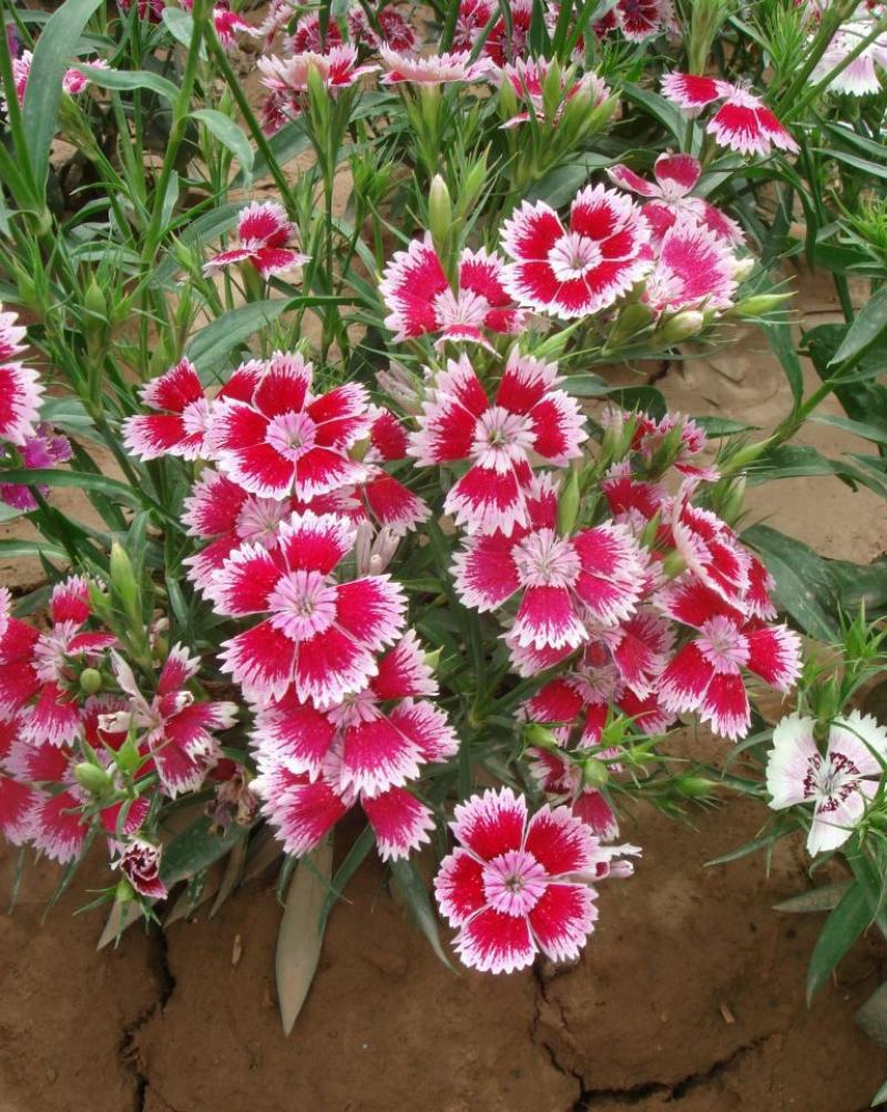 五彩石竹花苗盆栽欧石竹粉贝彩虹绿植常夏石竹耐旱耐寒花卉