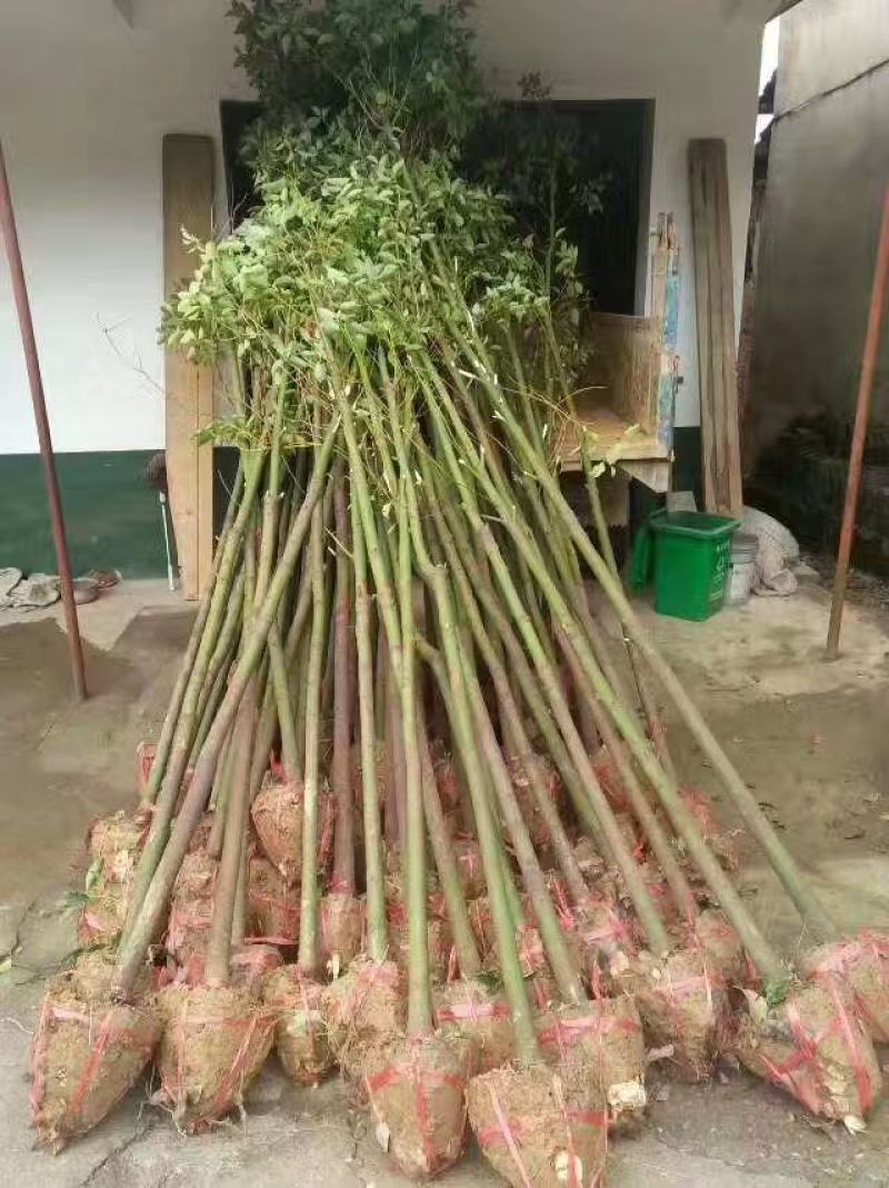 樟树，香樟树，返生香樟树，精品香樟，全冠香樟树，光杆香樟