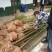樟树，香樟树，返生香樟树，精品香樟，全冠香樟树，光杆香樟