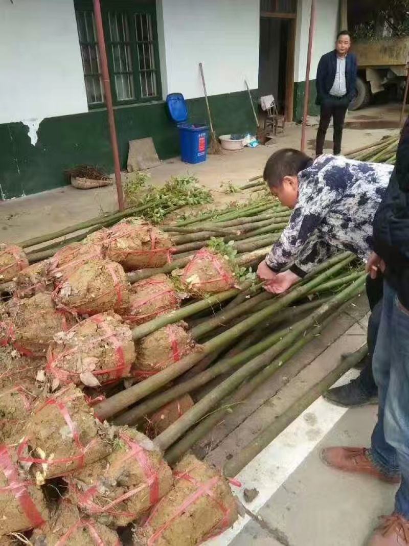 樟树，香樟树，返生香樟树，精品香樟，全冠香樟树，光杆香樟
