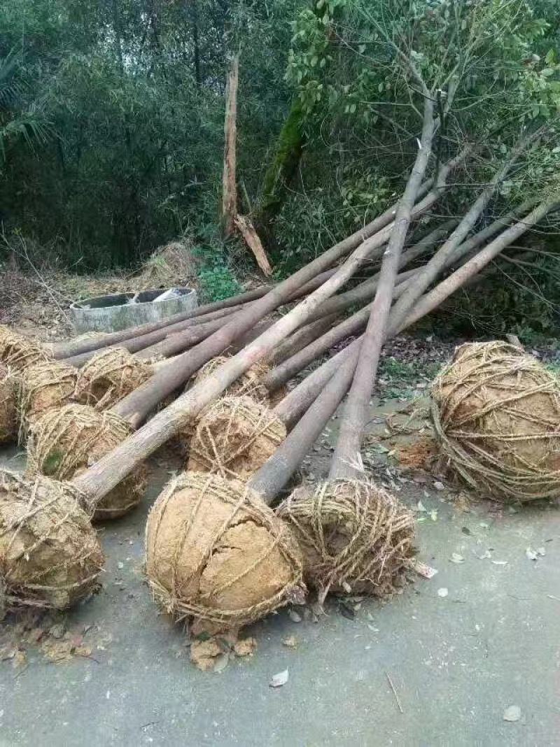 樟树，香樟树，返生香樟树，精品香樟，全冠香樟树，光杆香樟