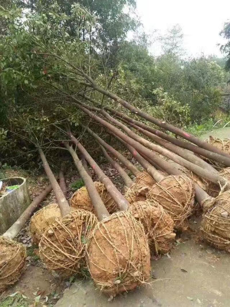 樟树，香樟树，返生香樟树，精品香樟，全冠香樟树，光杆香樟