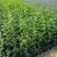 耐寒迎春花树苗盆景探春花庭院盆栽攀援爬藤垂吊类花卉报春花