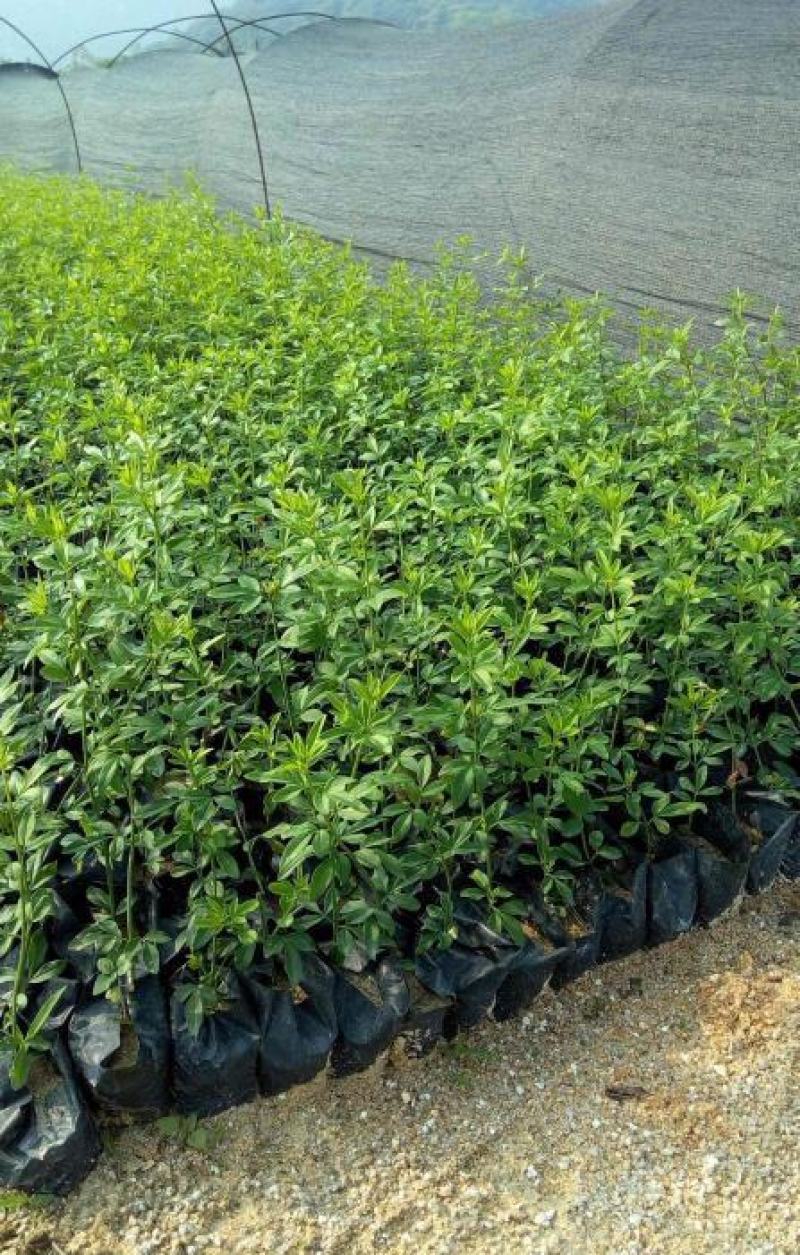 耐寒迎春花树苗盆景探春花庭院盆栽攀援爬藤垂吊类花卉报春花
