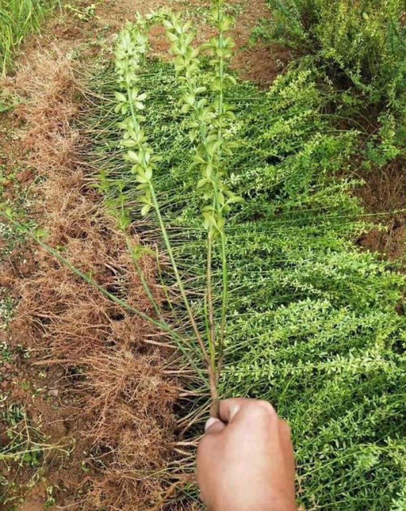 耐寒迎春花树苗盆景探春花庭院盆栽攀援爬藤垂吊类花卉报春花