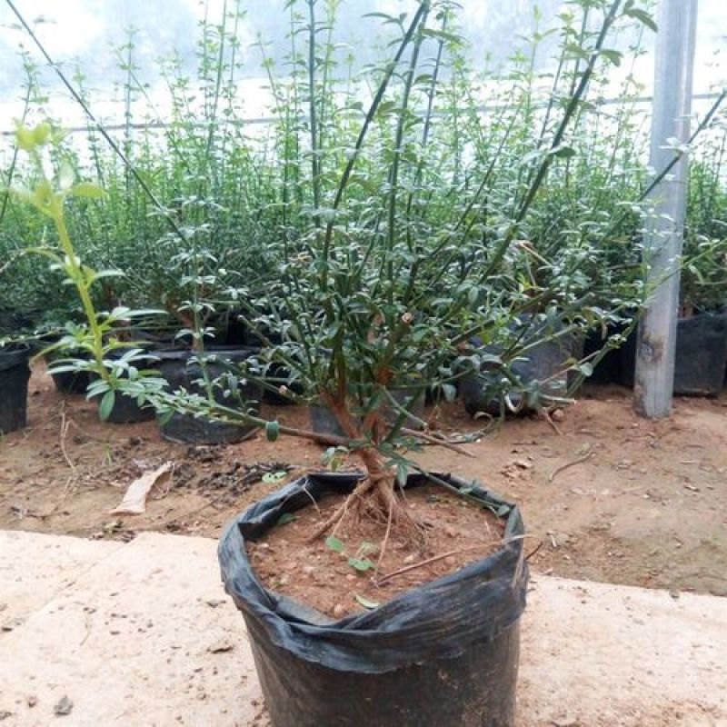 耐寒迎春花树苗盆景探春花庭院盆栽攀援爬藤垂吊类花卉报春花