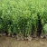 耐寒迎春花树苗盆景探春花庭院盆栽攀援爬藤垂吊类花卉报春花