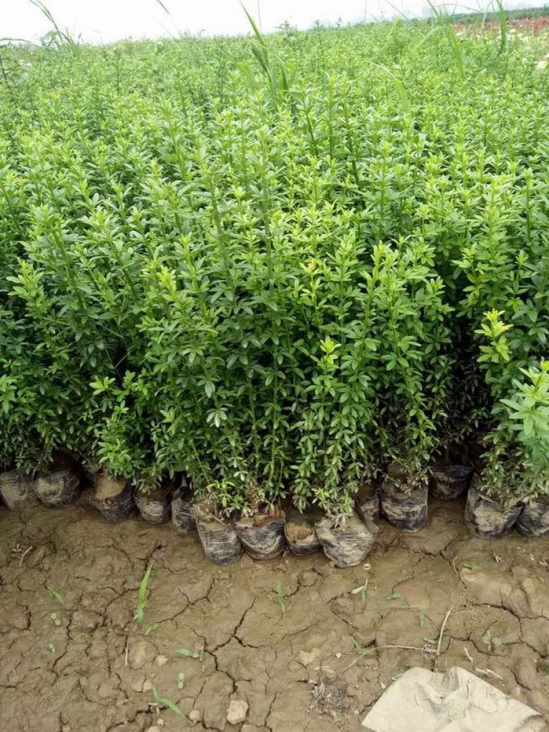 耐寒迎春花树苗盆景探春花庭院盆栽攀援爬藤垂吊类花卉报春花
