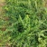 耐寒迎春花树苗盆景探春花庭院盆栽攀援爬藤垂吊类花卉报春花
