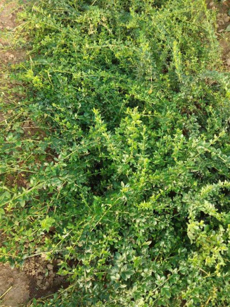 耐寒迎春花树苗盆景探春花庭院盆栽攀援爬藤垂吊类花卉报春花