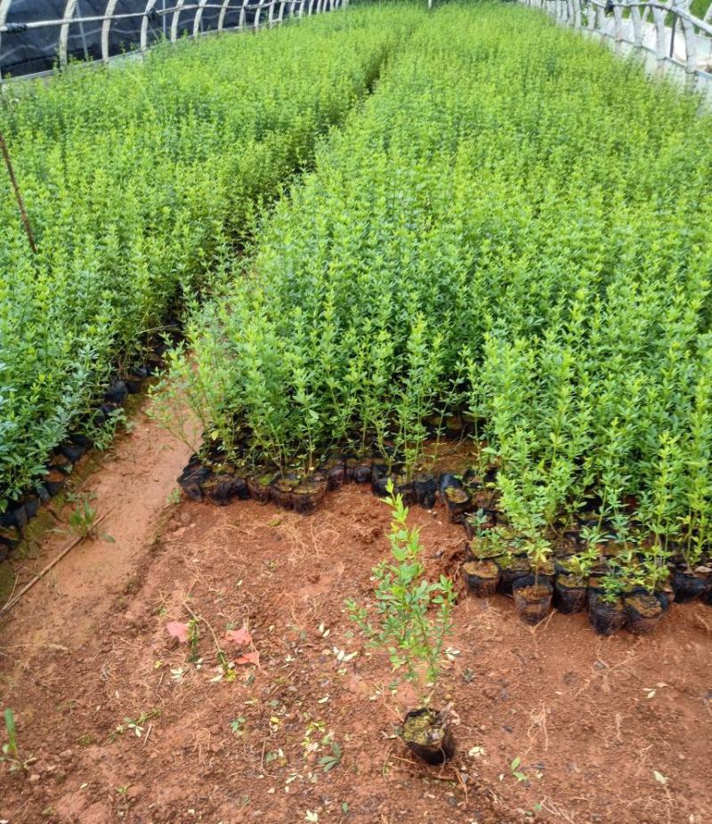 耐寒迎春花树苗盆景探春花庭院盆栽攀援爬藤垂吊类花卉报春花