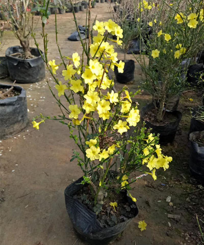 耐寒迎春花树苗盆景探春花庭院盆栽攀援爬藤垂吊类花卉报春花