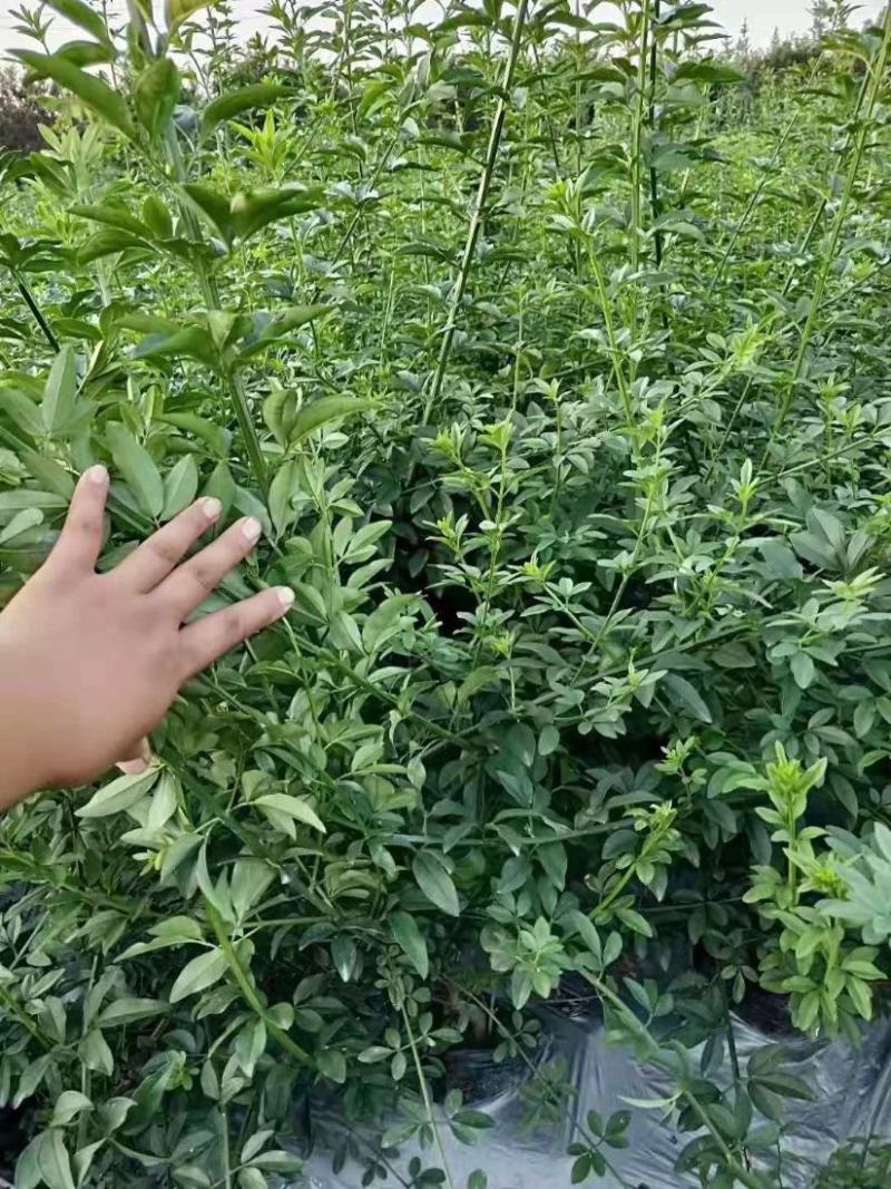耐寒迎春花树苗盆景探春花庭院盆栽攀援爬藤垂吊类花卉报春花