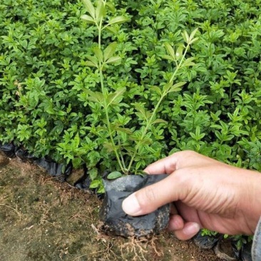耐寒迎春花树苗盆景探春花庭院盆栽攀援爬藤垂吊类花卉报春花