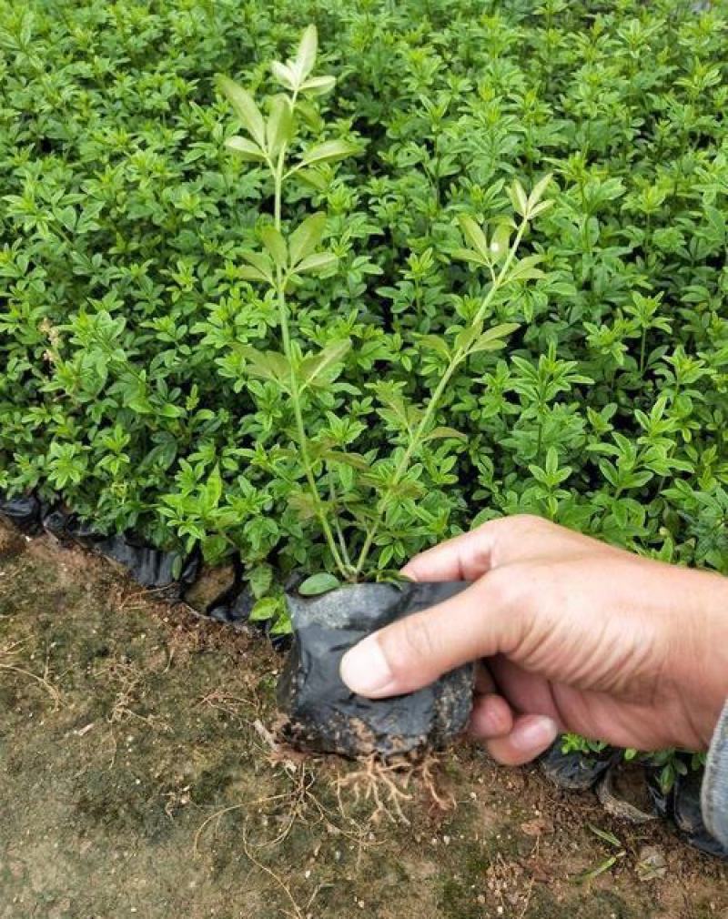 耐寒迎春花树苗盆景探春花庭院盆栽攀援爬藤垂吊类花卉报春花