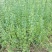 耐寒迎春花树苗盆景探春花庭院盆栽攀援爬藤垂吊类花卉报春花