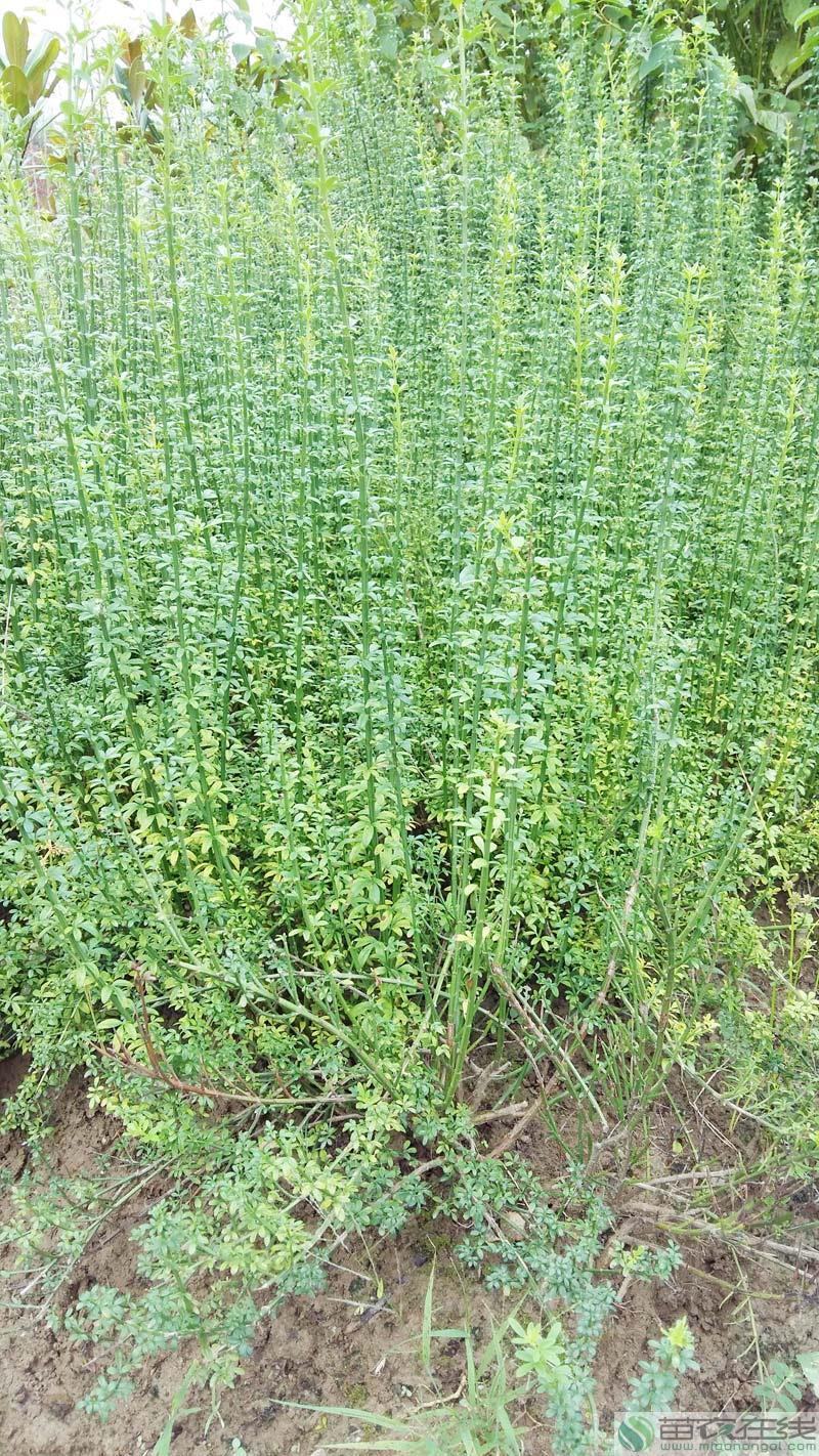 耐寒迎春花树苗盆景探春花庭院盆栽攀援爬藤垂吊类花卉报春花