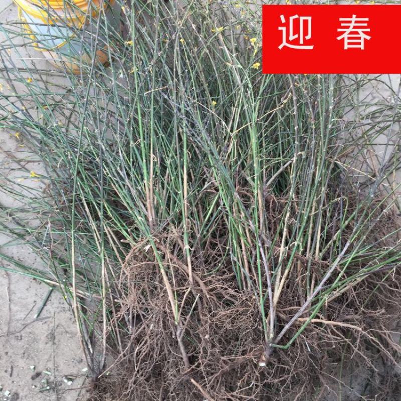 耐寒迎春花树苗盆景探春花庭院盆栽攀援爬藤垂吊类花卉报春花