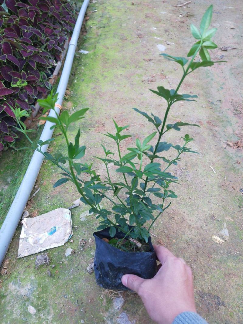 耐寒迎春花树苗盆景探春花庭院盆栽攀援爬藤垂吊类花卉报春花