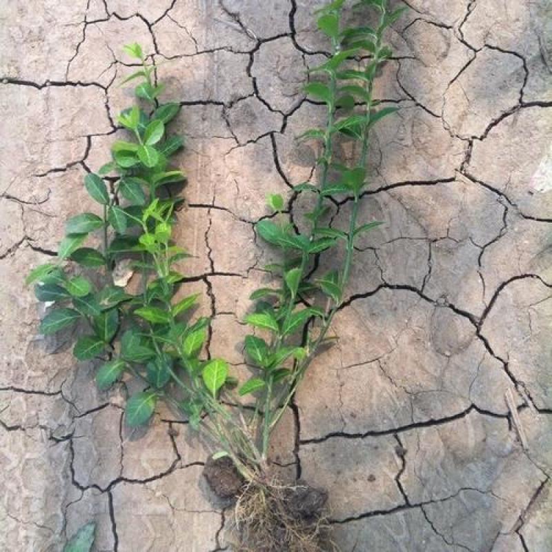爬藤植物花卉小叶扶芳藤苗四季常青攀援花卉植物庭院绿化盆栽