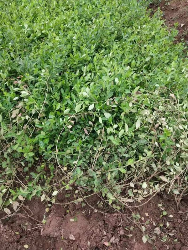 爬藤植物花卉小叶扶芳藤苗四季常青攀援花卉植物庭院绿化盆栽