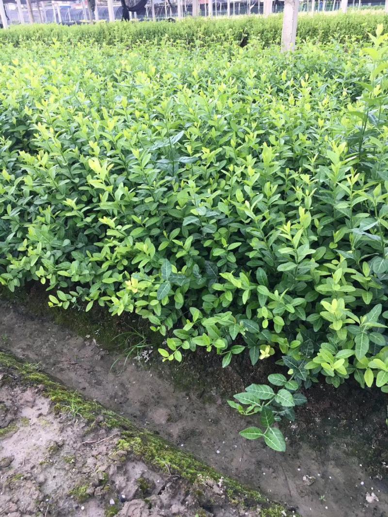 爬藤植物花卉小叶扶芳藤苗四季常青攀援花卉植物庭院绿化盆栽