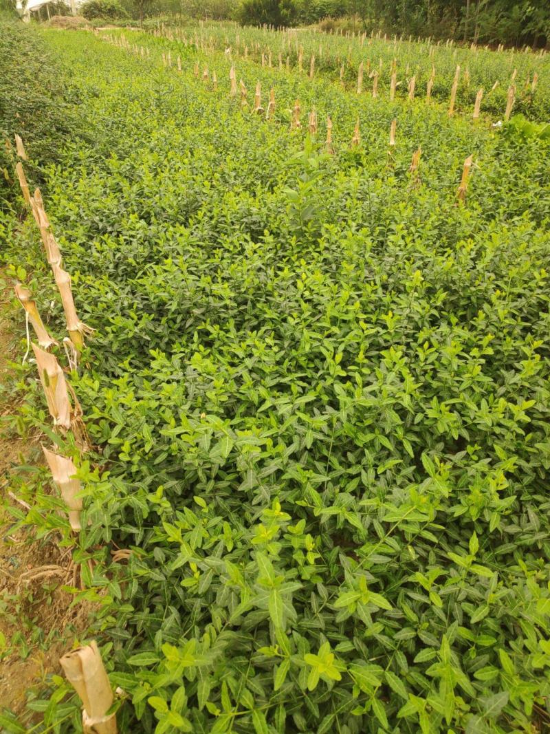 爬藤植物花卉小叶扶芳藤苗四季常青攀援花卉植物庭院绿化盆栽