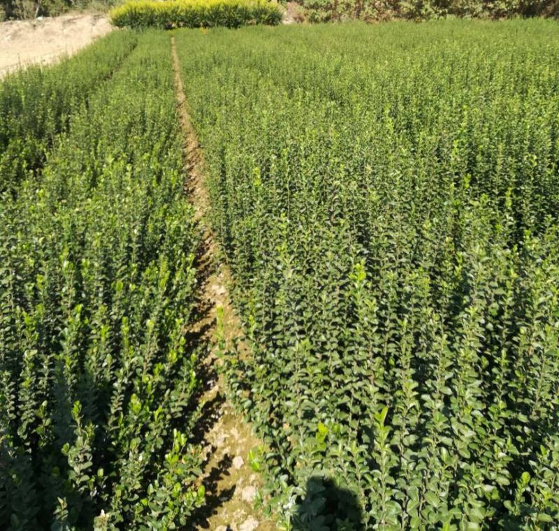 爬藤植物花卉小叶扶芳藤苗四季常青攀援花卉植物庭院绿化盆栽