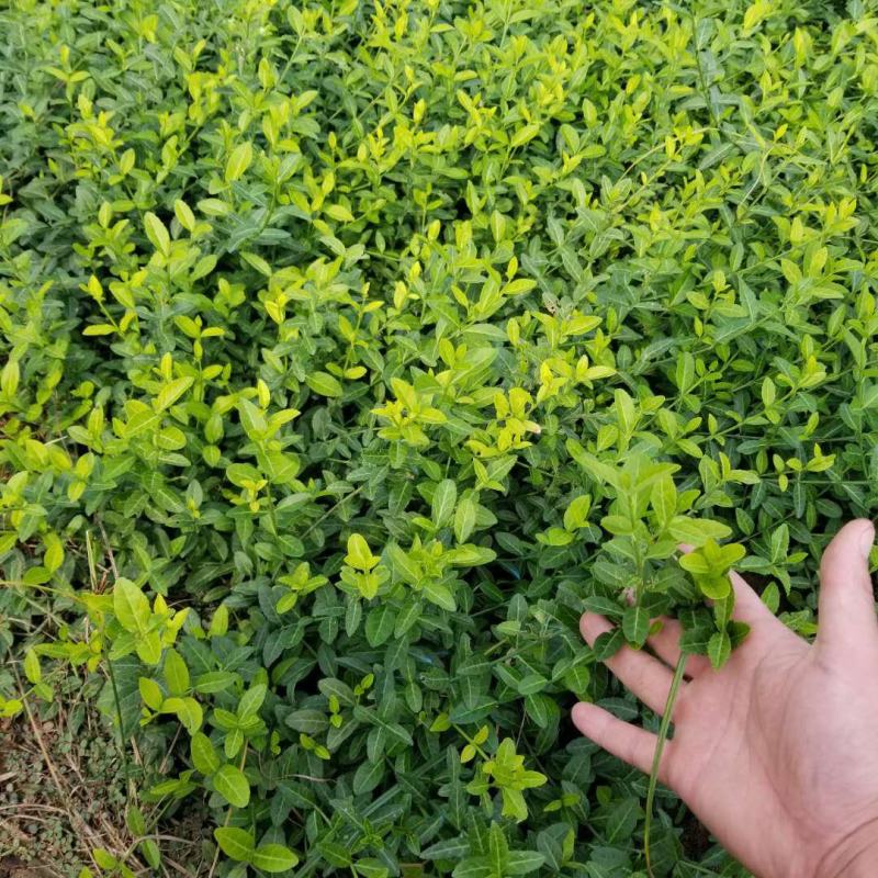 爬藤植物花卉小叶扶芳藤苗四季常青攀援花卉植物庭院绿化盆栽