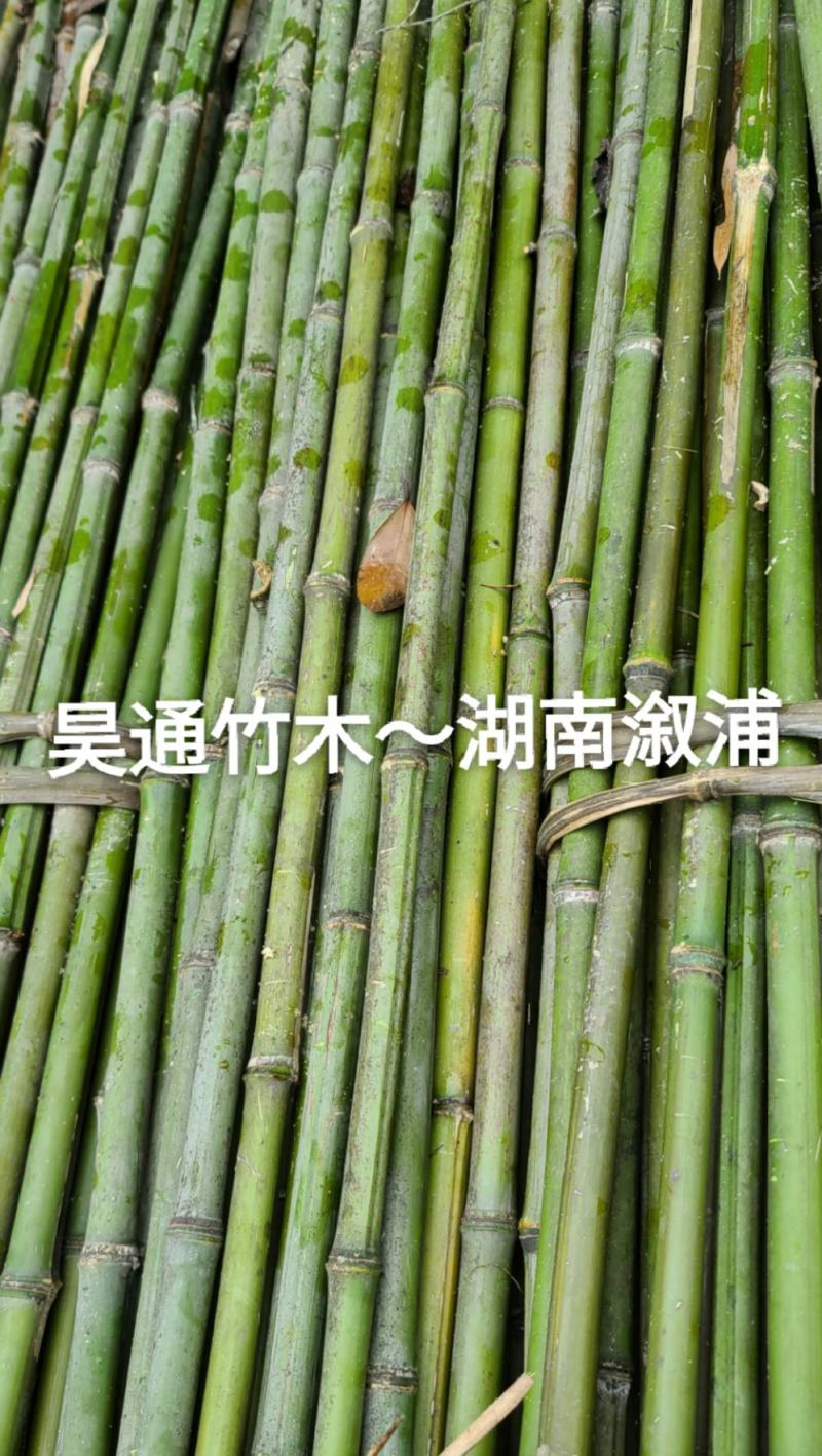 雪峰山2.8米、2.5米、2.4米金竹、铁竹、山竹