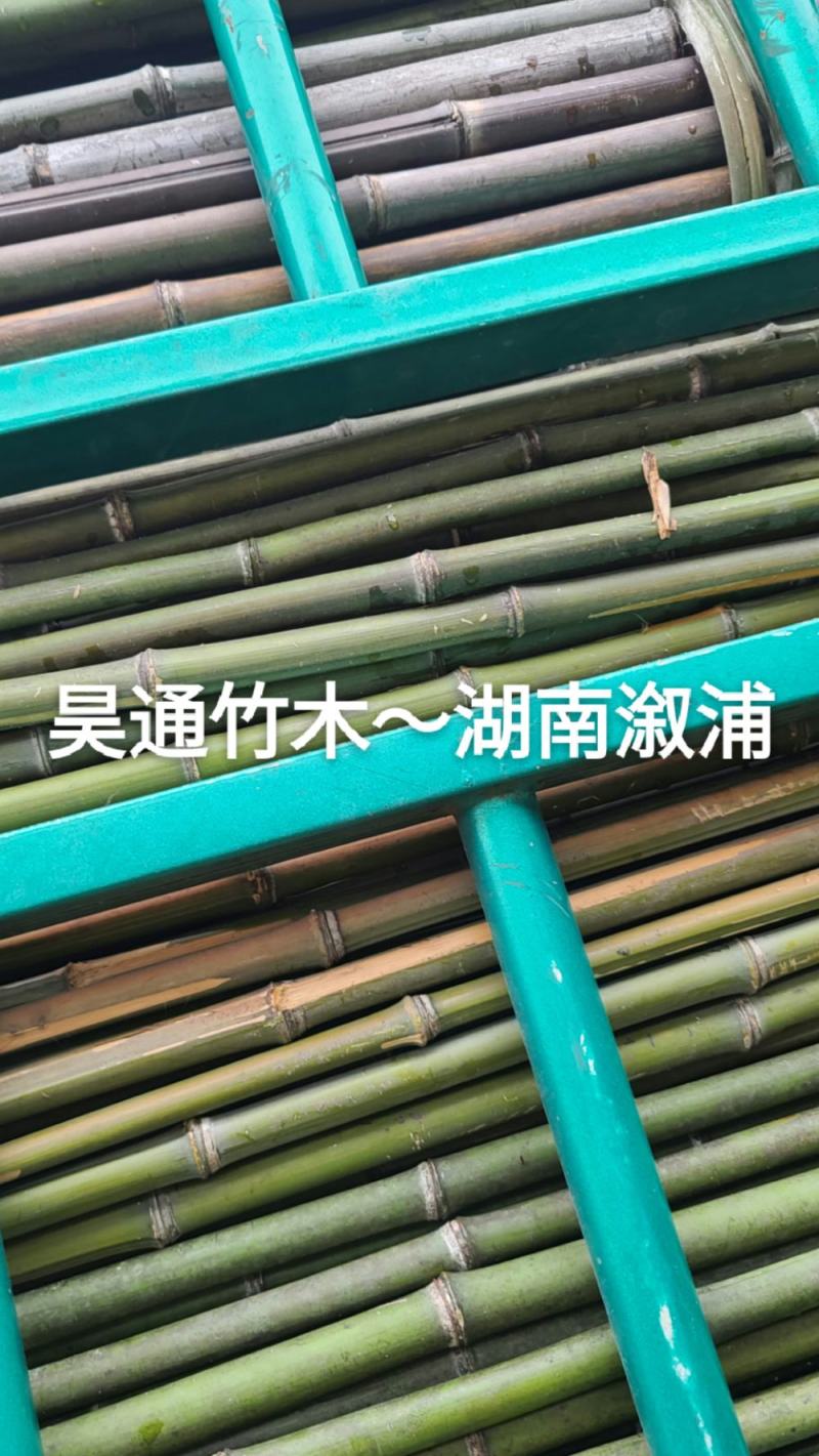 雪峰山2.8米、2.5米、2.4米金竹、铁竹、山竹