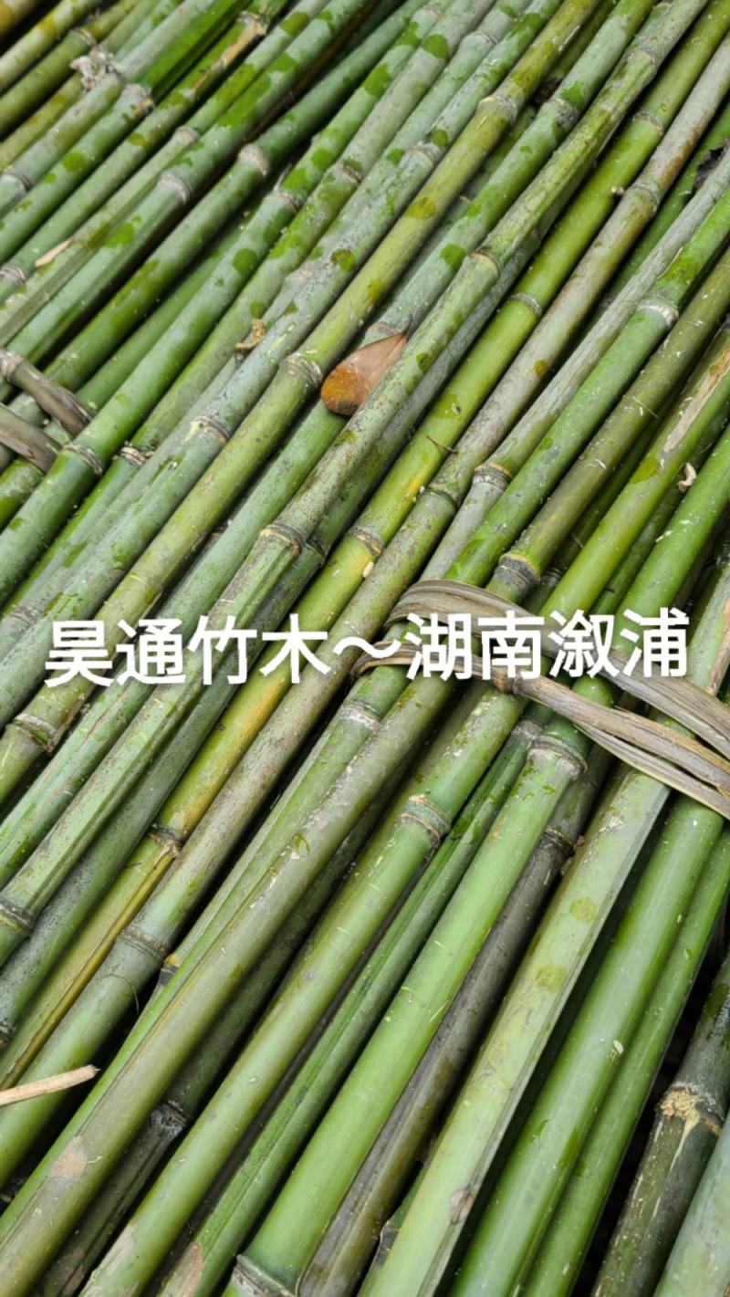 雪峰山2.8米、2.5米、2.4米金竹、铁竹、山竹