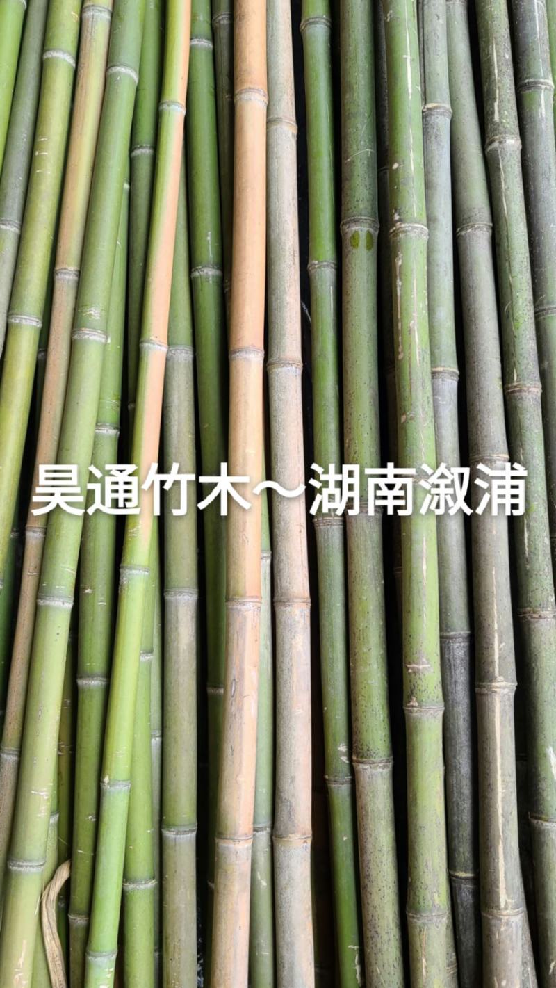 雪峰山2.8米、2.5米、2.4米金竹、铁竹、山竹