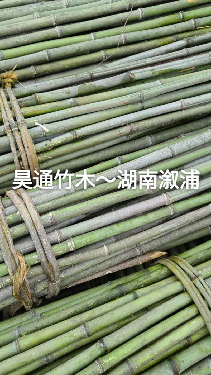 雪峰山2.8米、2.5米、2.4米金竹、铁竹、山竹