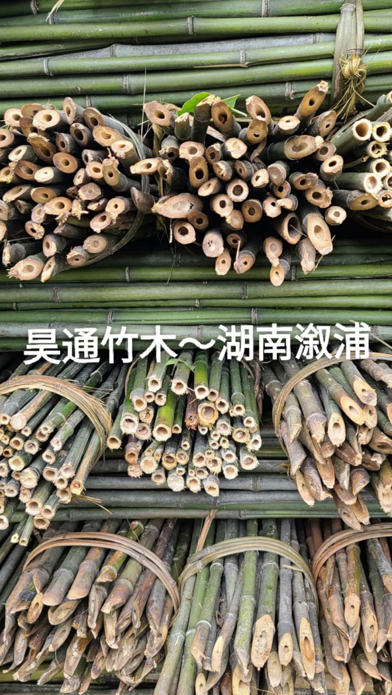 雪峰山2.8米、2.5米、2.4米金竹、铁竹、山竹