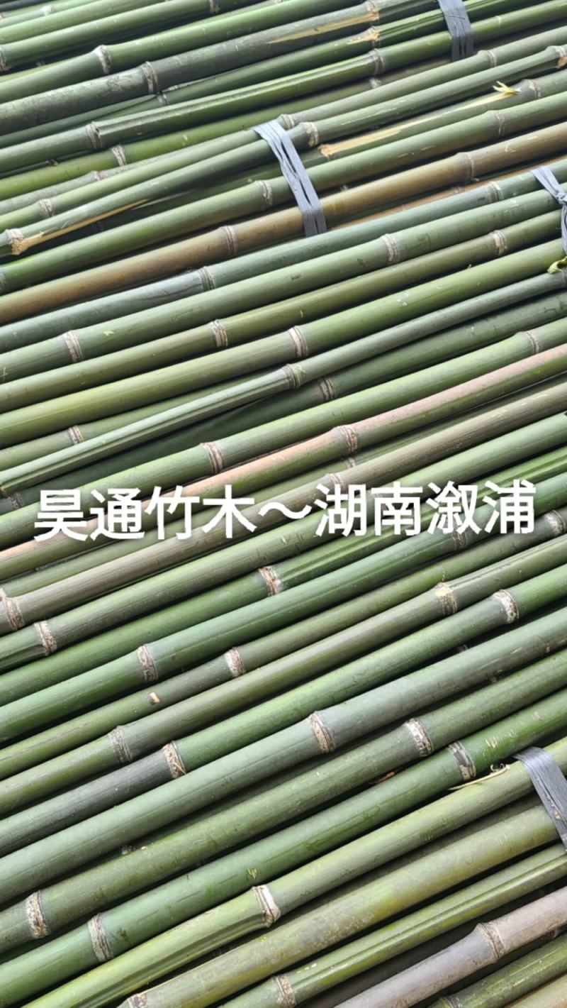 雪峰山2.8米、2.5米、2.4米金竹、铁竹、山竹