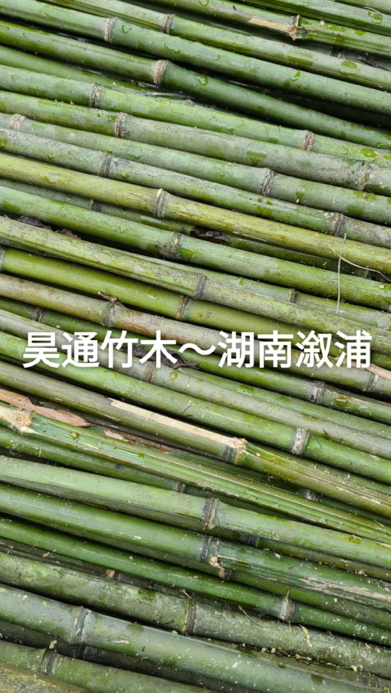 雪峰山2.8米、2.5米、2.4米金竹、铁竹、山竹
