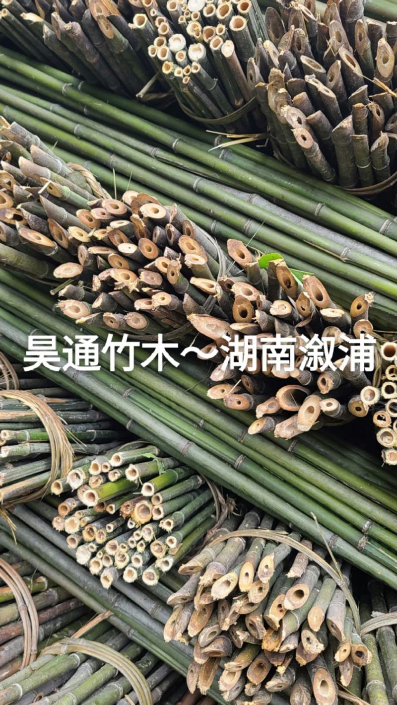 雪峰山2.8米、2.5米、2.4米金竹、铁竹、山竹