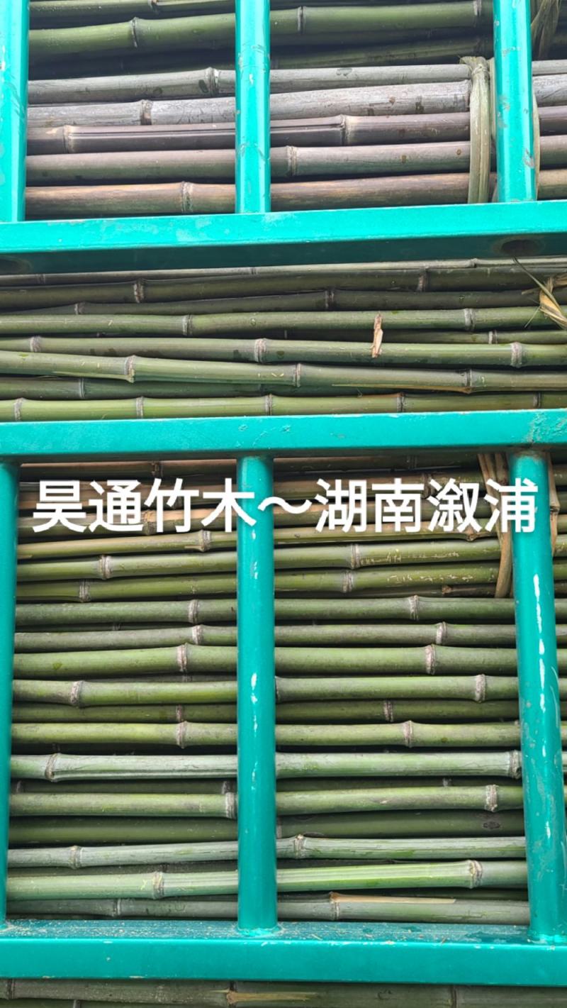 雪峰山2.8米、2.5米、2.4米金竹、铁竹、山竹