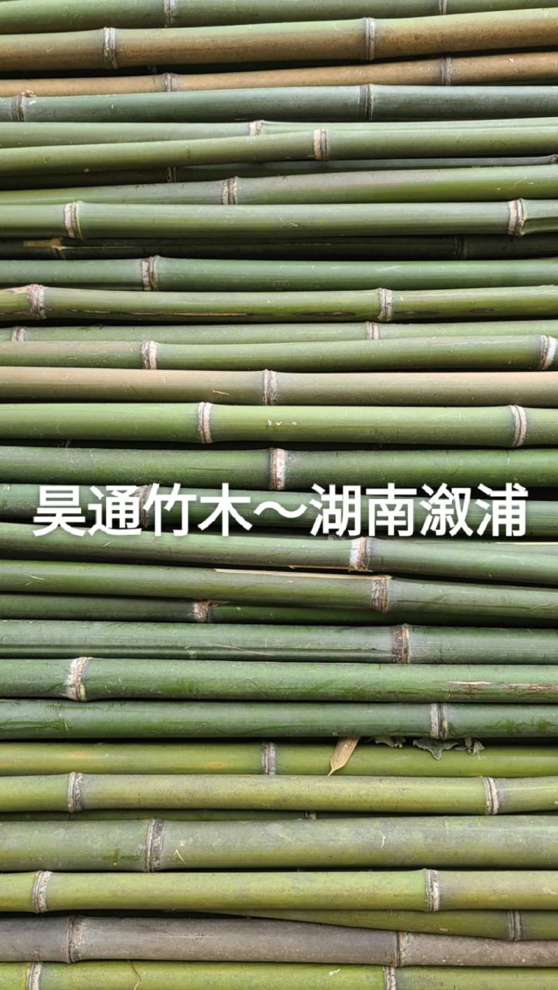 雪峰山2.8米、2.5米、2.4米金竹、铁竹、山竹