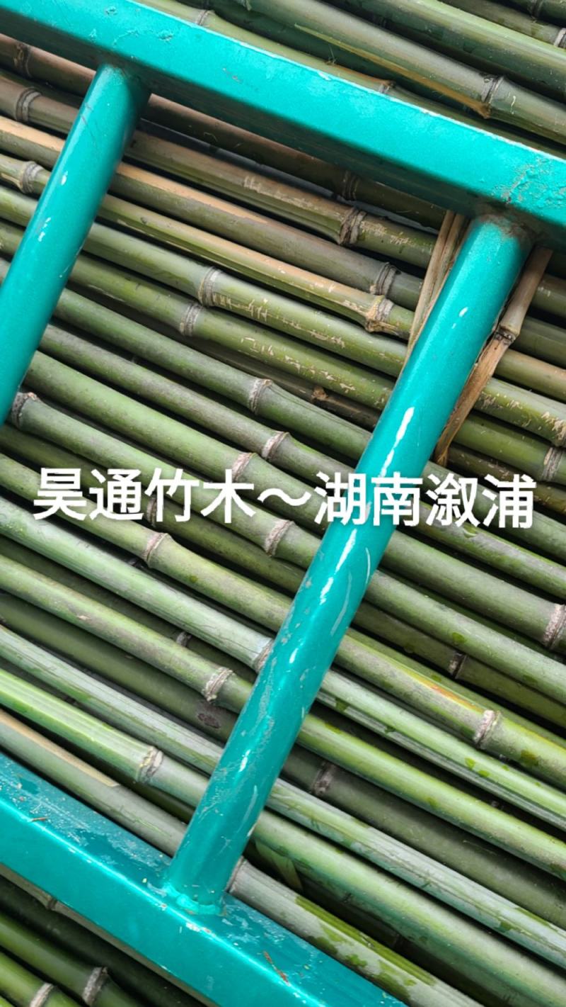 雪峰山2.8米、2.5米、2.4米金竹、铁竹、山竹