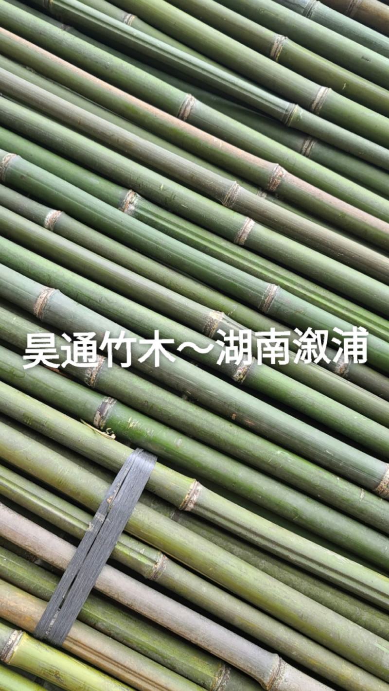 雪峰山2.8米、2.5米、2.4米金竹、铁竹、山竹