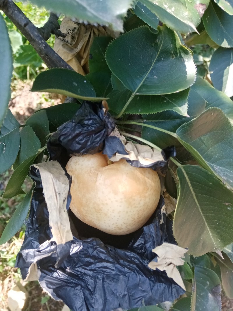 黄金梨，4到7两，双层纸袋，果面有锈色，皮薄肉l细糖量l