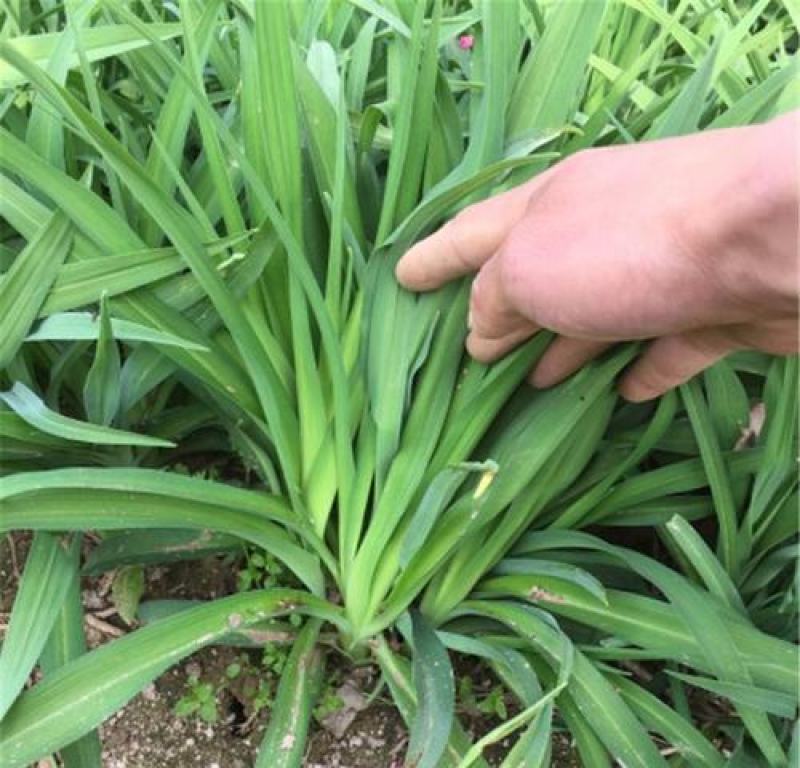 庭院绿化苗鸢尾苗蓝花鸢尾苗盆栽地栽花卉植物绿植