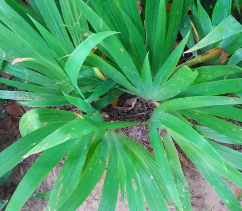 庭院绿化苗鸢尾苗蓝花鸢尾苗盆栽地栽花卉植物绿植