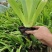 庭院绿化苗鸢尾苗蓝花鸢尾苗盆栽地栽花卉植物绿植