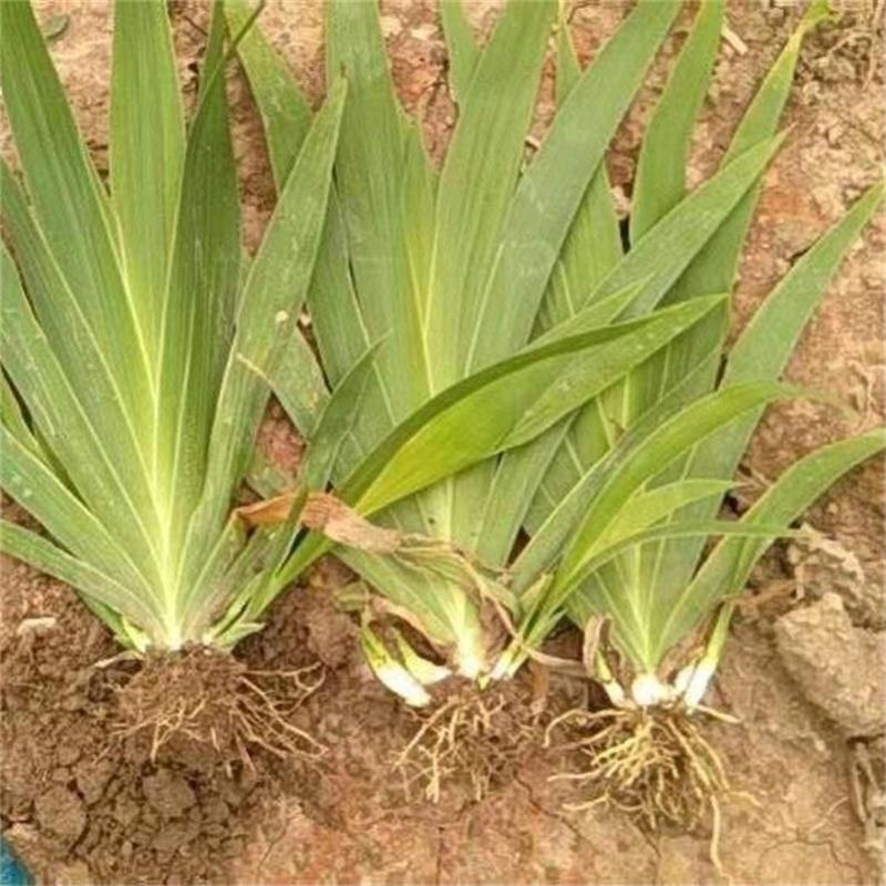 庭院绿化苗鸢尾苗蓝花鸢尾苗盆栽地栽花卉植物绿植