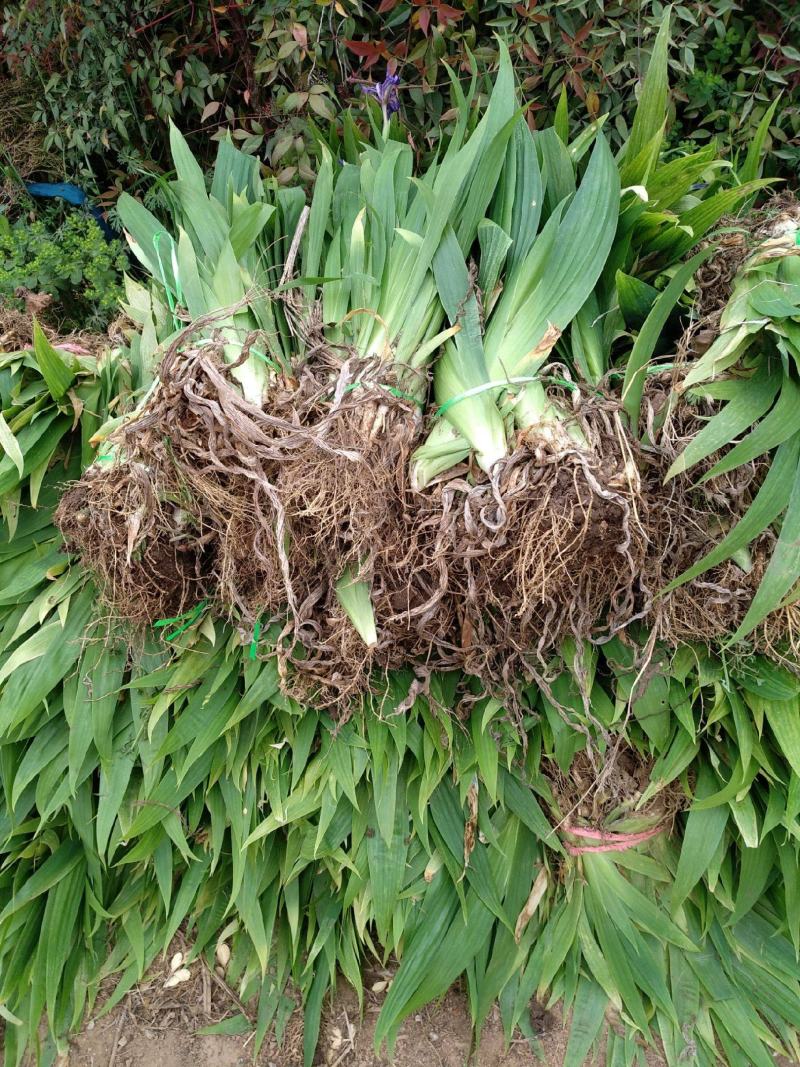 庭院绿化苗鸢尾苗蓝花鸢尾苗盆栽地栽花卉植物绿植