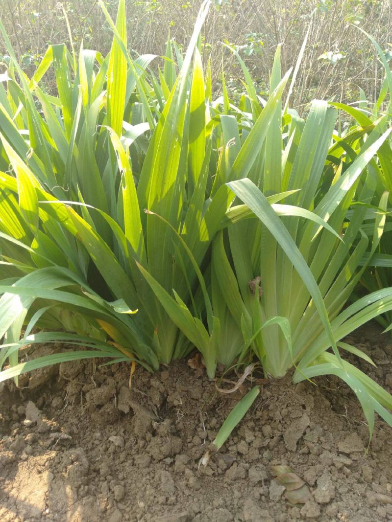 庭院绿化苗鸢尾苗蓝花鸢尾苗盆栽地栽花卉植物绿植